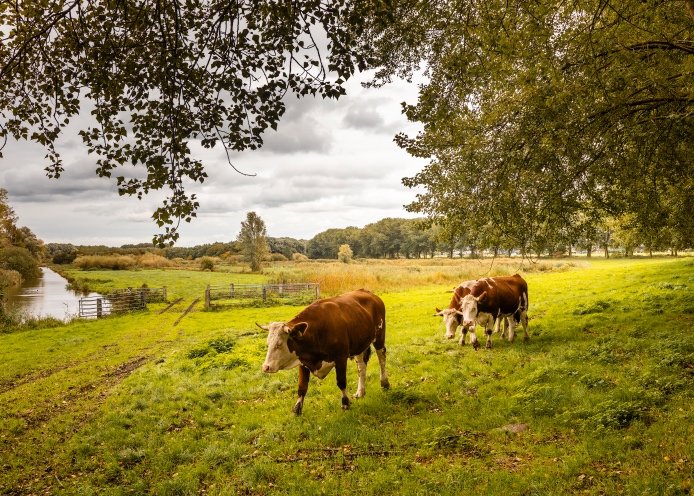 Koeien grazen in het veld bij de rivier.